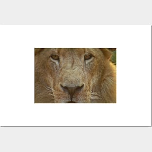 Lion portrait up close Posters and Art